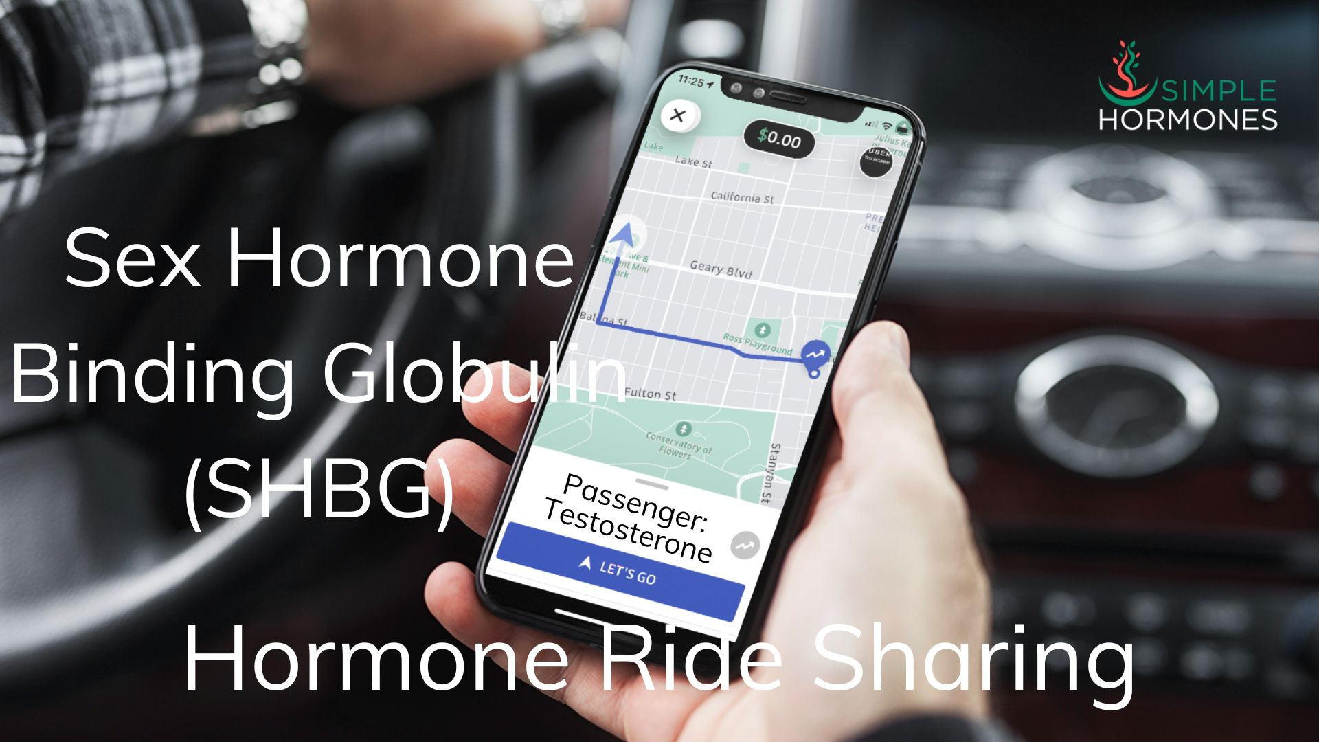 Sex Hormone Binding Globulin Shbg The Uber For Your Hormones Simple Hormones 8643